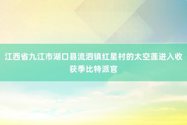 江西省九江市湖口县流泗镇红星村的太空莲进入收获季比特派官